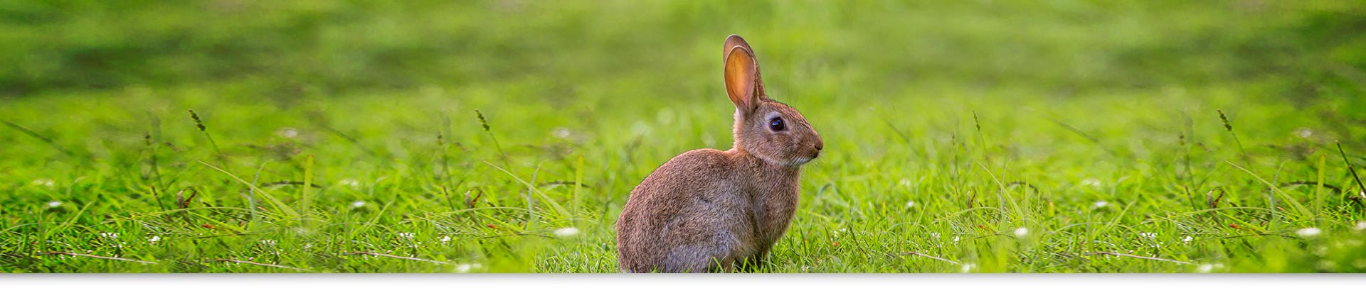 conejo en campo libre