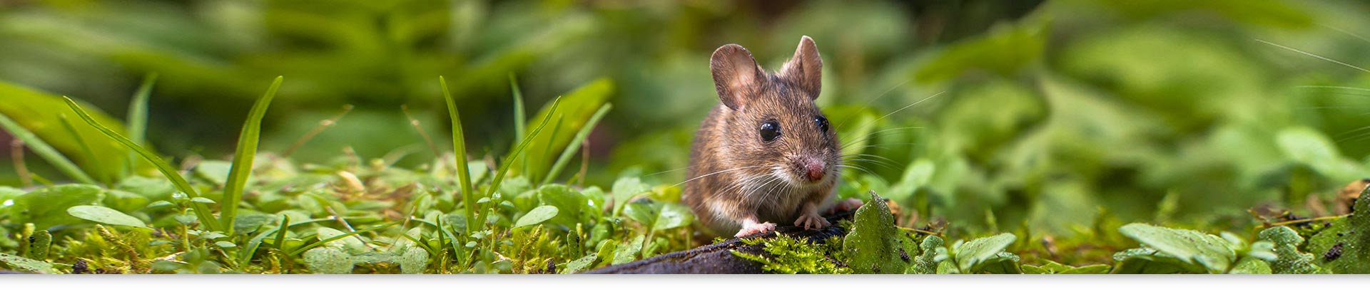raton en el campo