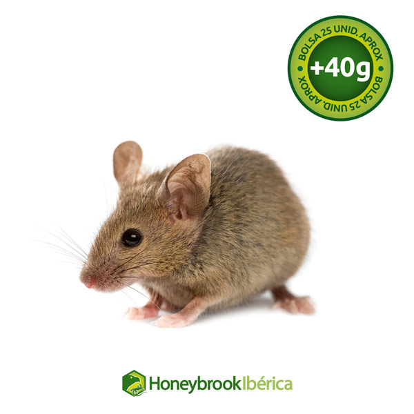 imagen de producto para ratón adulto de más de 40g