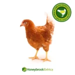 Carcasas de Pollo Naturales