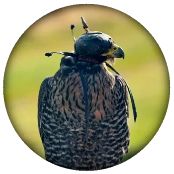 imagen-quien-somos-halcon-bas